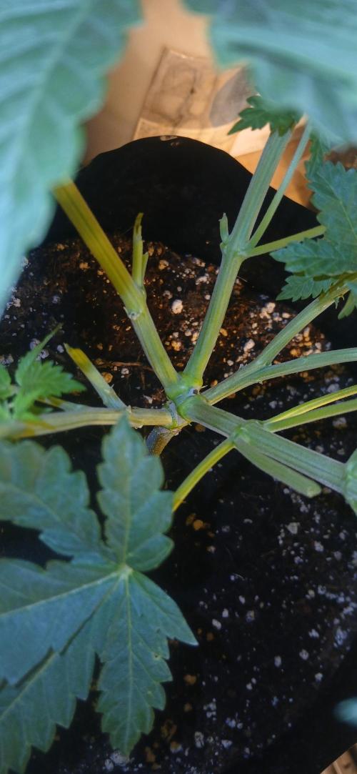 00 Seeds - Mimosa & Gelato Mints. Week 5