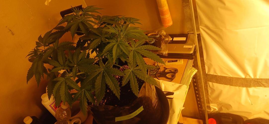 00 Seeds - Mimosa & Gelato Mints. Week 5