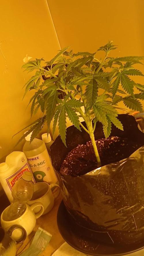 00 Seeds - Mimosa & Gelato Mints