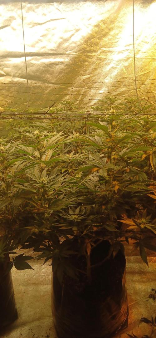 Jungleboys - Zkittlez Cake (Clone Only). Week 5 - Day 17 flip