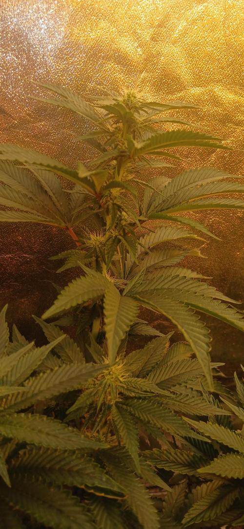 Jungleboys - Zkittlez Cake (Clone Only). Week 5 - Day 17 flip