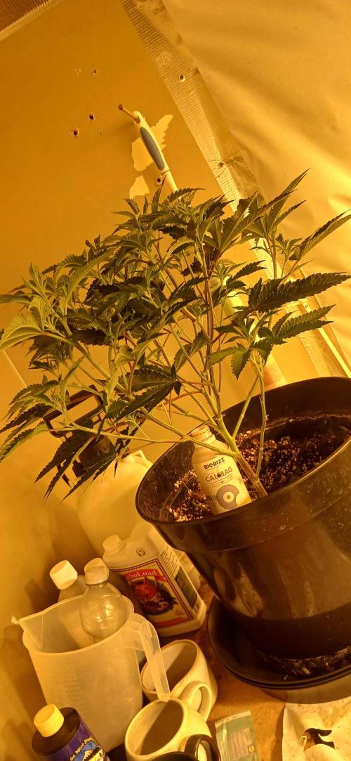 TopDawg - Clone Only UK Stardawg. Week 5 - Flip day 1 