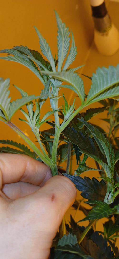 TopDawg - Clone Only UK Stardawg. Week 5 - Flip day 1 