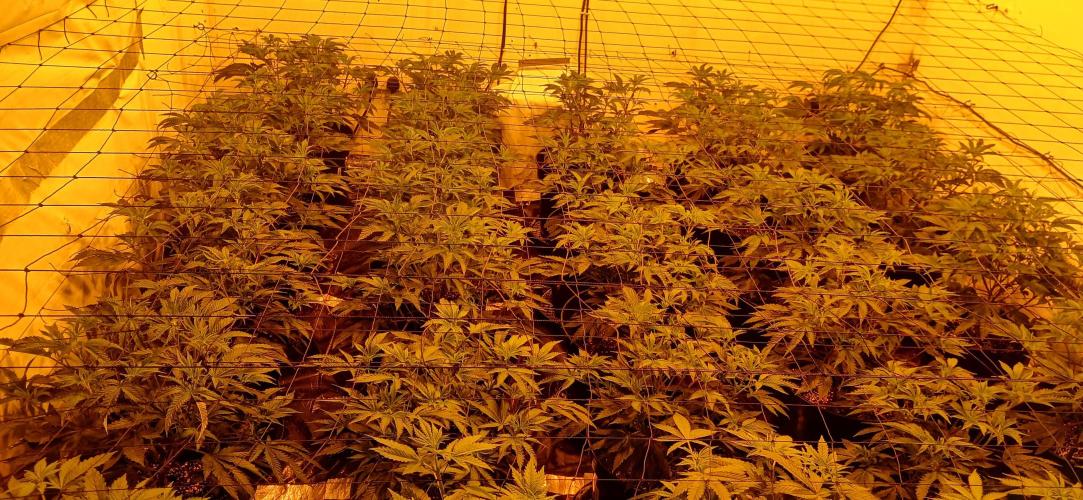 TopDawg - Clone Only UK Stardawg. Week 5 - Flip day 1