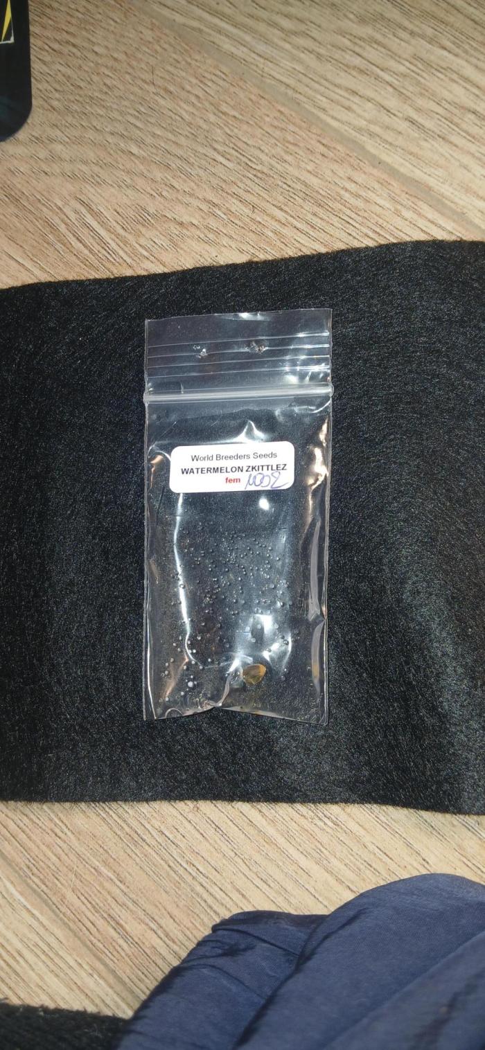 Watermelon Zkittlez - Freebie Seed. Week 0 - Day 1 in water.