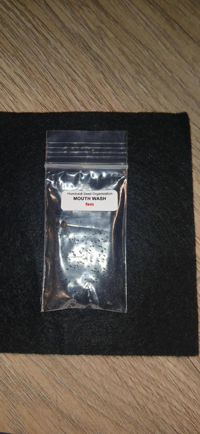 Humboldt Seed - Mouthwash. Week 0 - Day 1 in water.