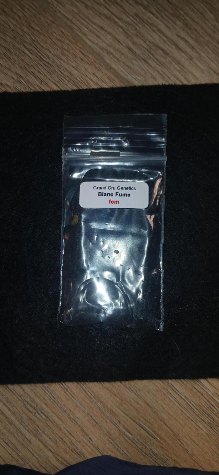 Grand Cru Genetics - Blanc Fume. Week 0 - Day 1 in water.