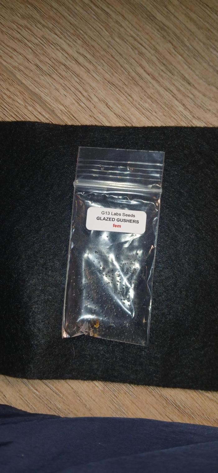 G13 Labs - Glazed Gushers. Week 0 - Day 1 in water.