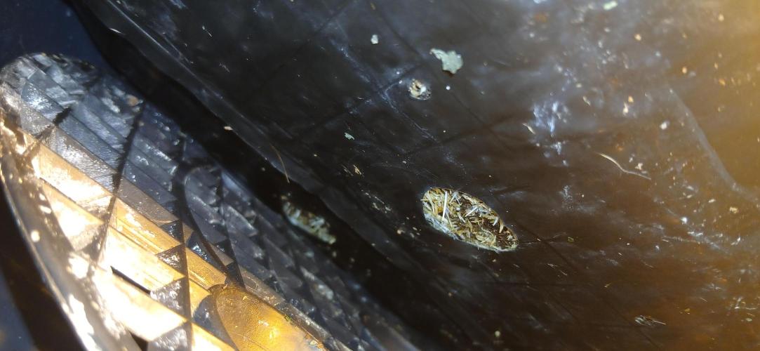 TopDawg - Clone Only UK Stardawg. Week 5 - Day 3 flower. Crazy dense rhizosphere.