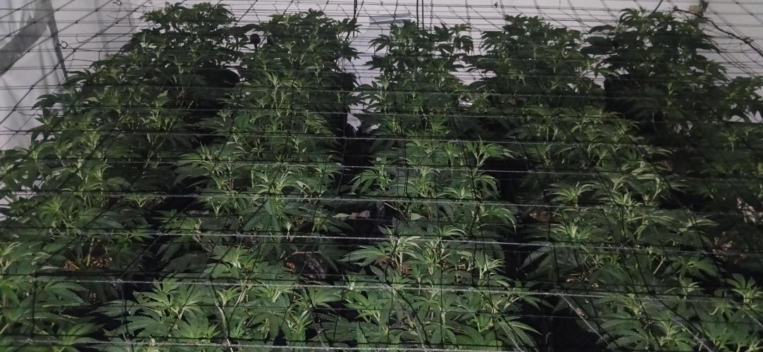 TopDawg - Clone Only UK Stardawg. Week 5 - Day 3 flower.