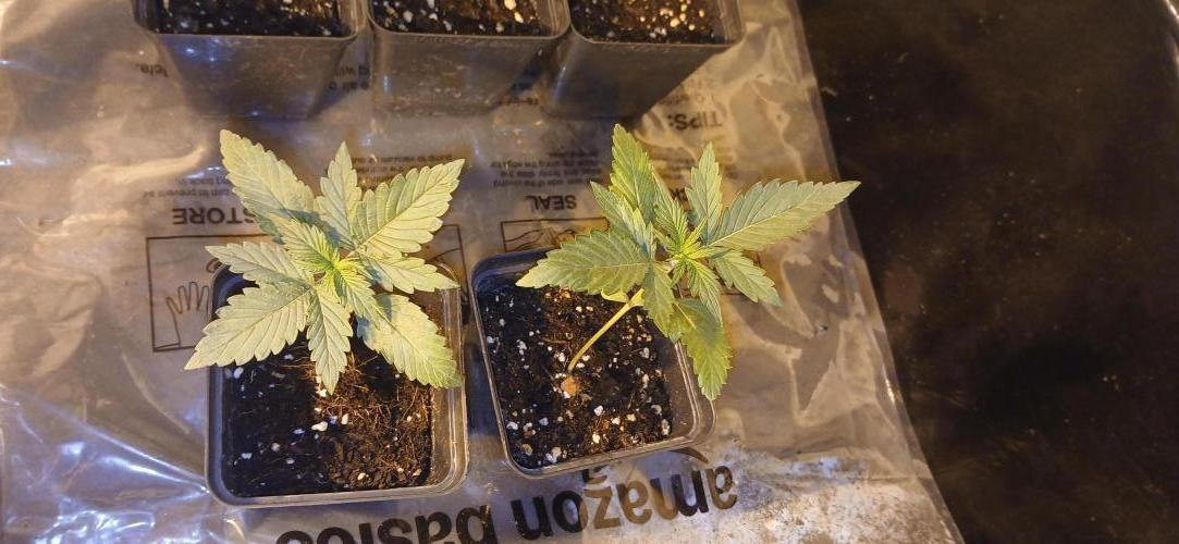 00 Seeds - Mimosa & Gelato Mints. Week 2 - Gel Mint 1  2