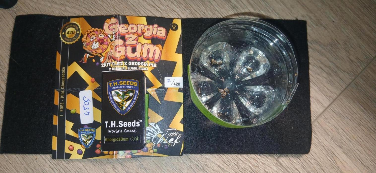 THSeeds x Little Chief  - Georgia Z Gum. Week 0 - Day 1 in water.