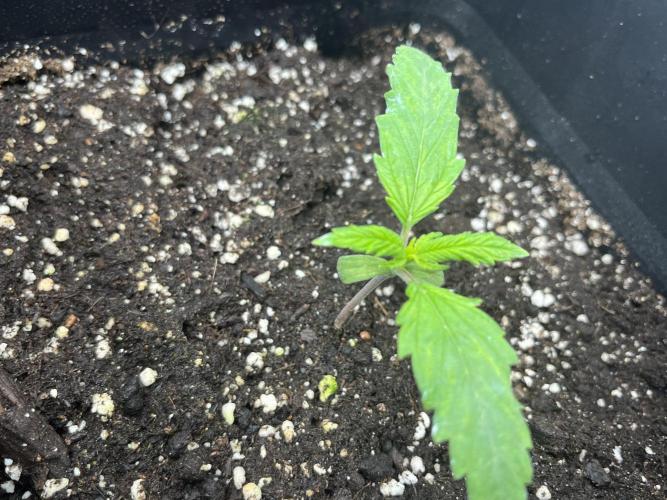 first grow. Week 2