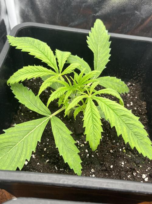 first grow. Week 3