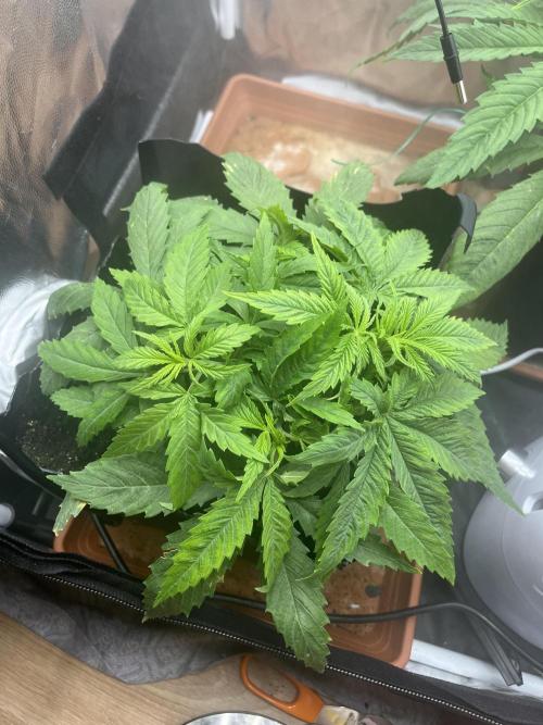 first grow. Week 4