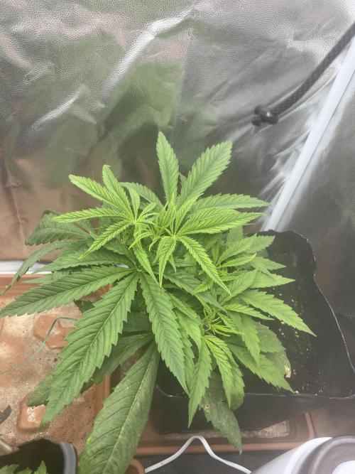 first grow. Week 4