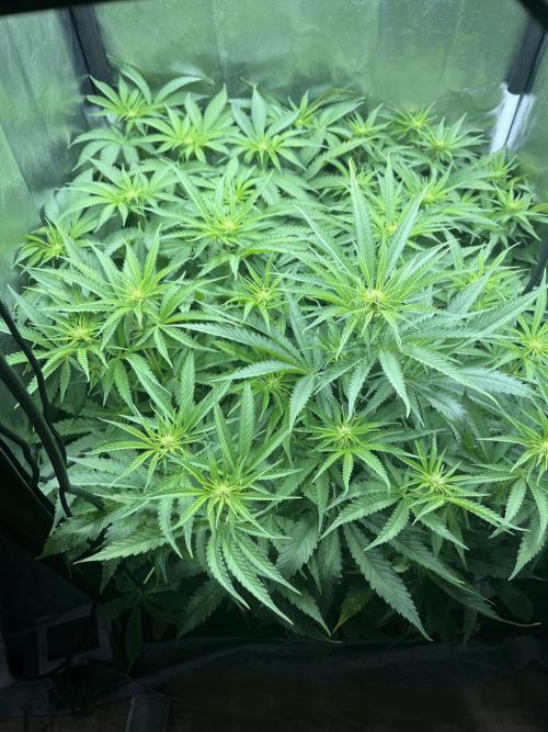 first grow. Week 7