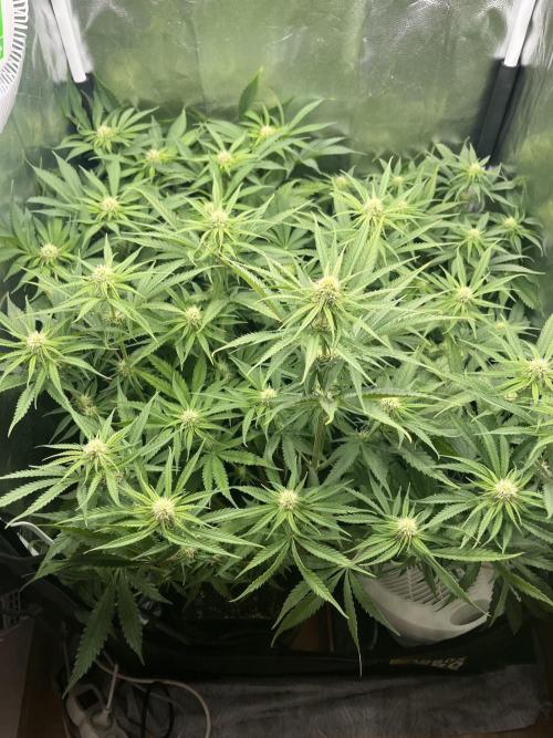 first grow. Week 8