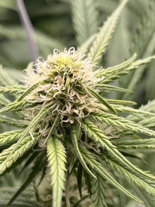 first grow. Week 8