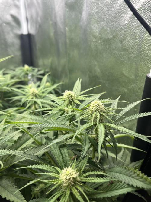 first grow. Week 8