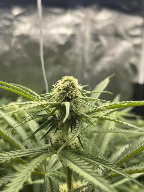 Critical Orange Punch. Week 8
