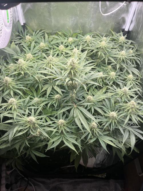 first grow. Week 9