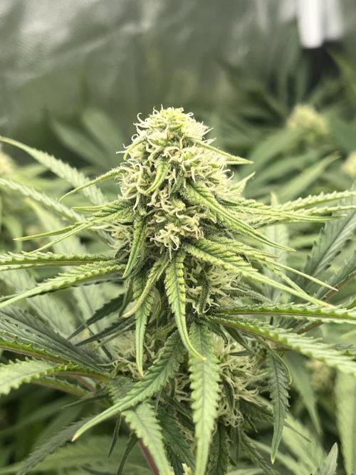 Critical Orange Punch. Week 9