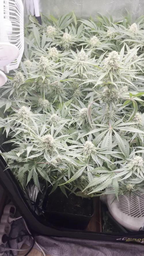 first grow