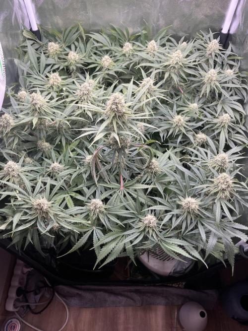 first grow. Week 10