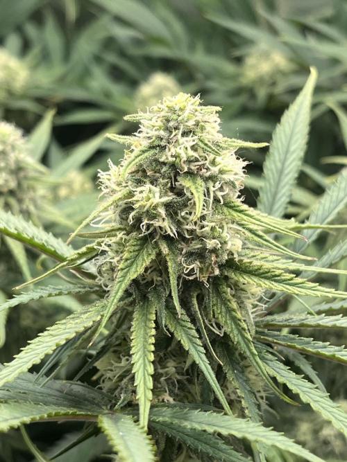 first grow. Week 10