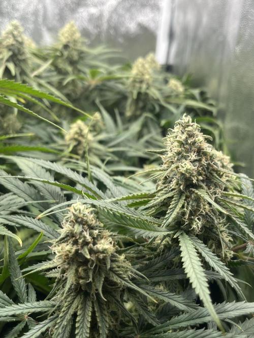 first grow. Week 11
