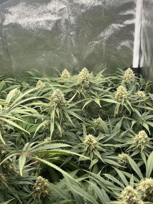 first grow. Week 11