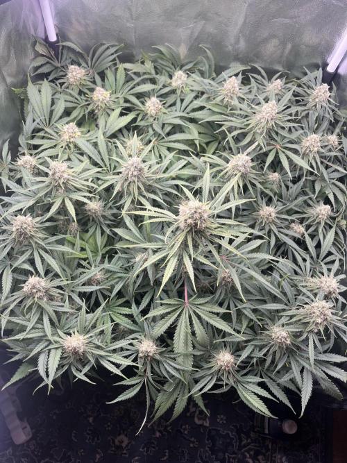 Critical Orange Punch. Week 11