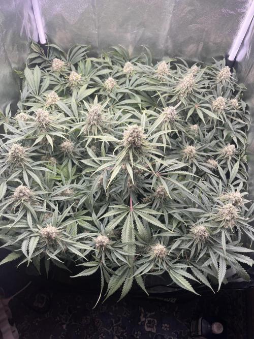 first grow. Week 11