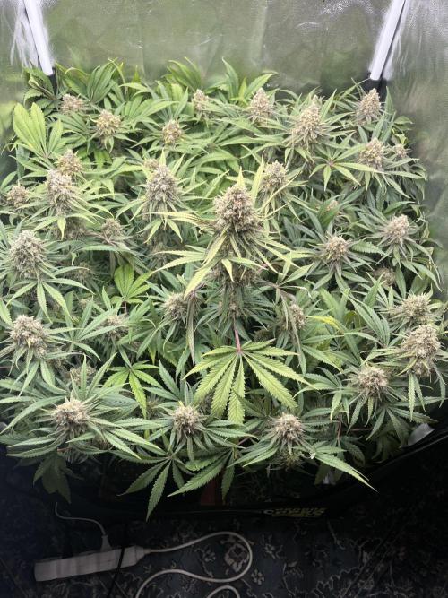 first grow. Week 12