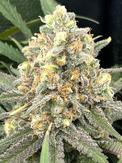 first grow. Week 12