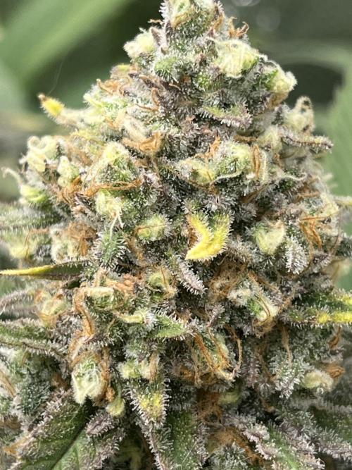 Critical Orange Punch. Week 12