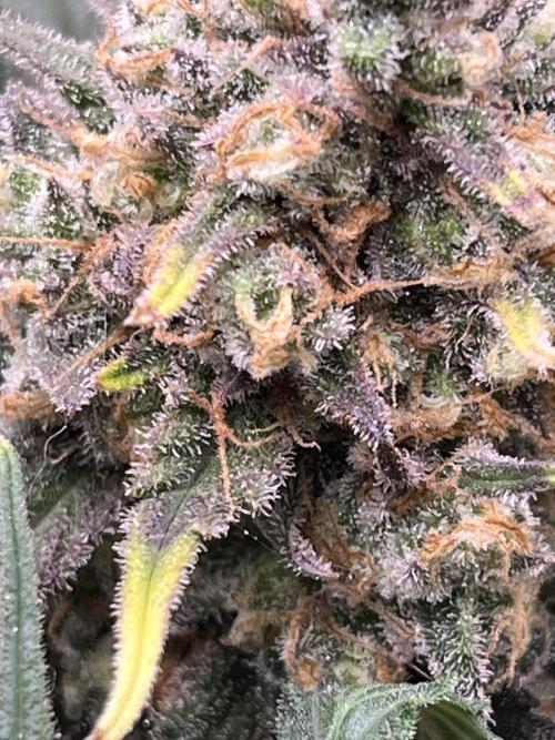 Critical Orange Punch. Week 12