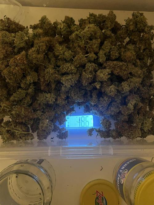 first grow. Week 13