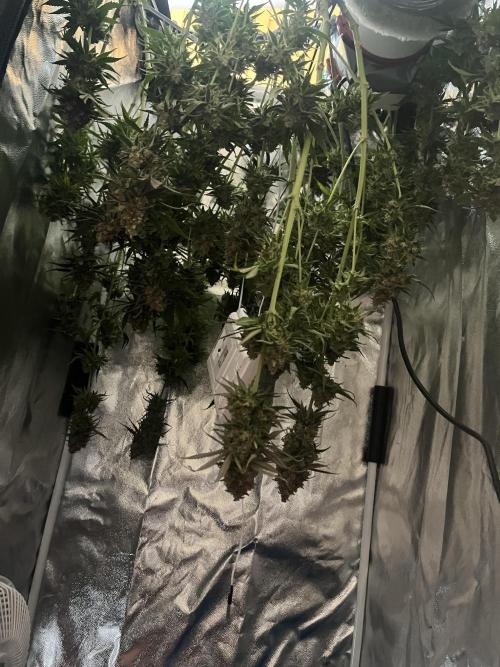 first grow. Week 13