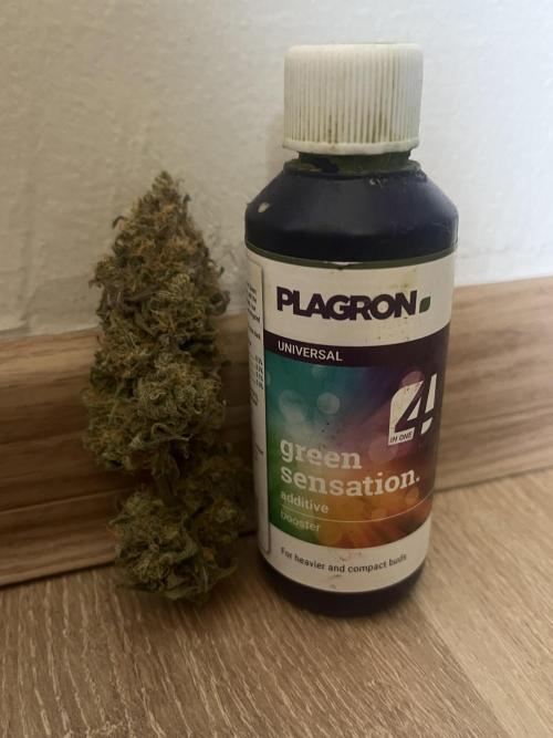 Critical Orange Punch. Week 13