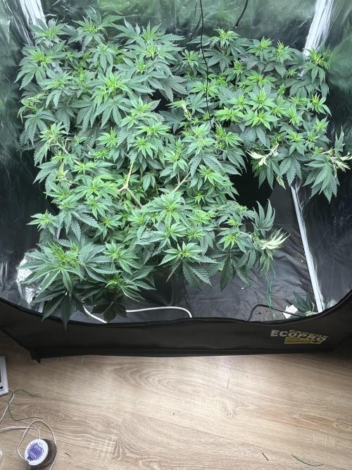 Gorilla Glue #4. Week 5