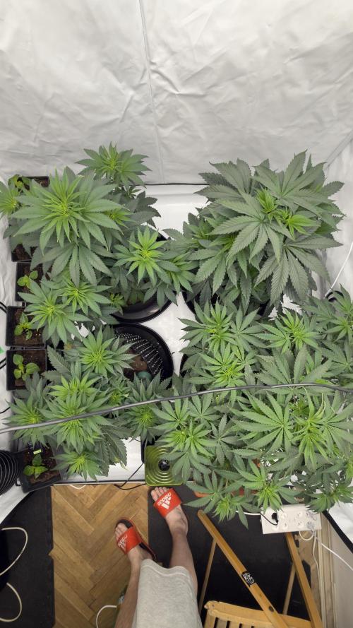 HUS4JN. Week 6
