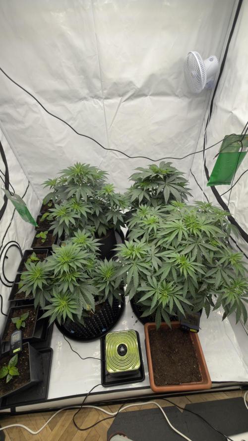 HUS4JN. Week 6