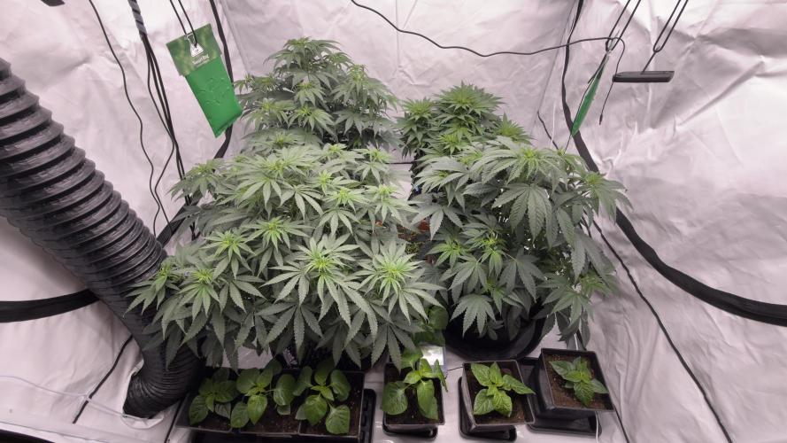 HUS4JN. Week 7