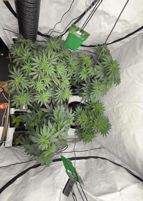 HUS4JN. Week 7