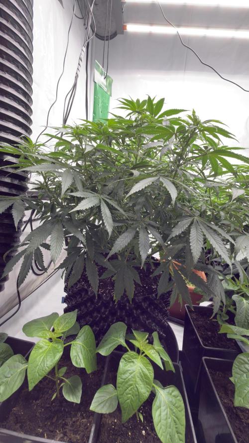 HUS4JN. Week 7