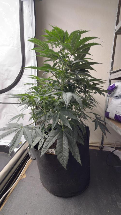 HUS4JN. Week 7