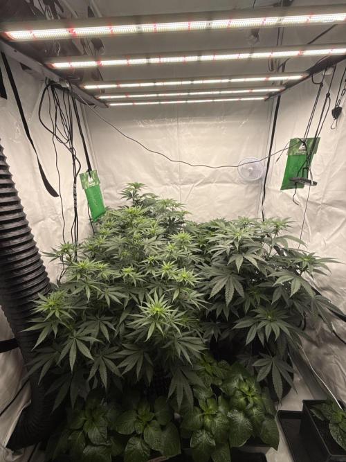 HUS4JN. Week 8