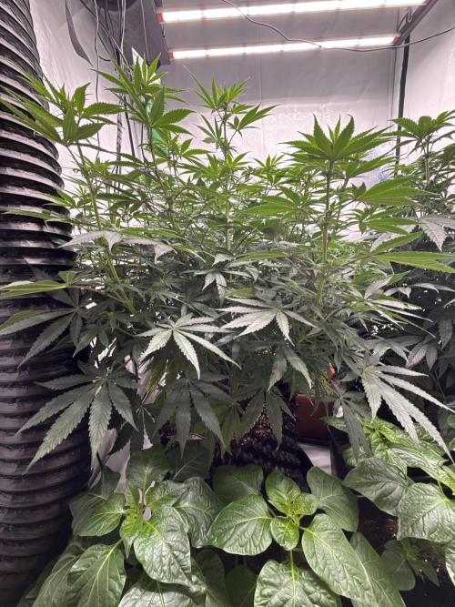 HUS4JN. Week 8